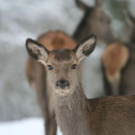 Gite Le Cerf Pantin Saint-Hubert Exterior photo